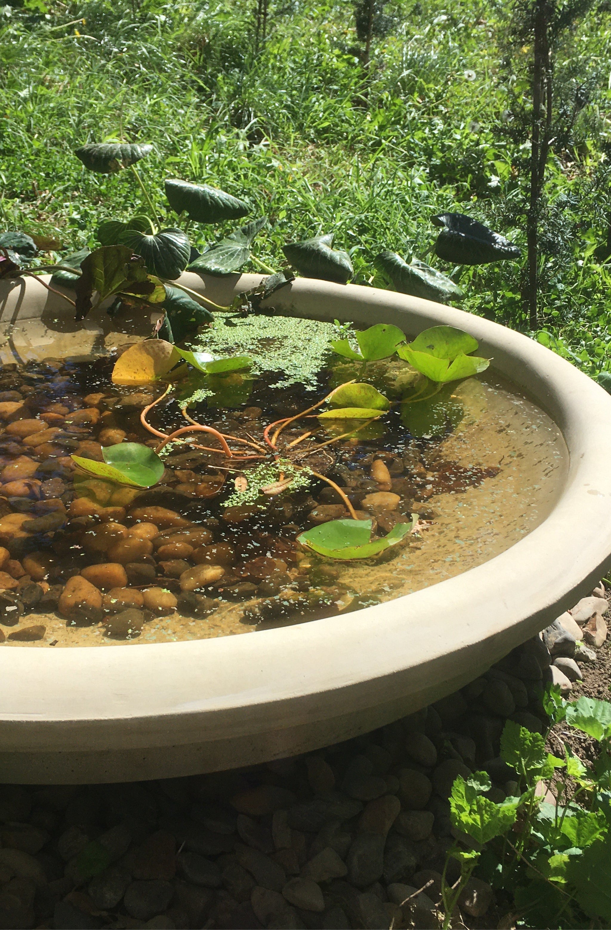 Faraway Garden Bowl