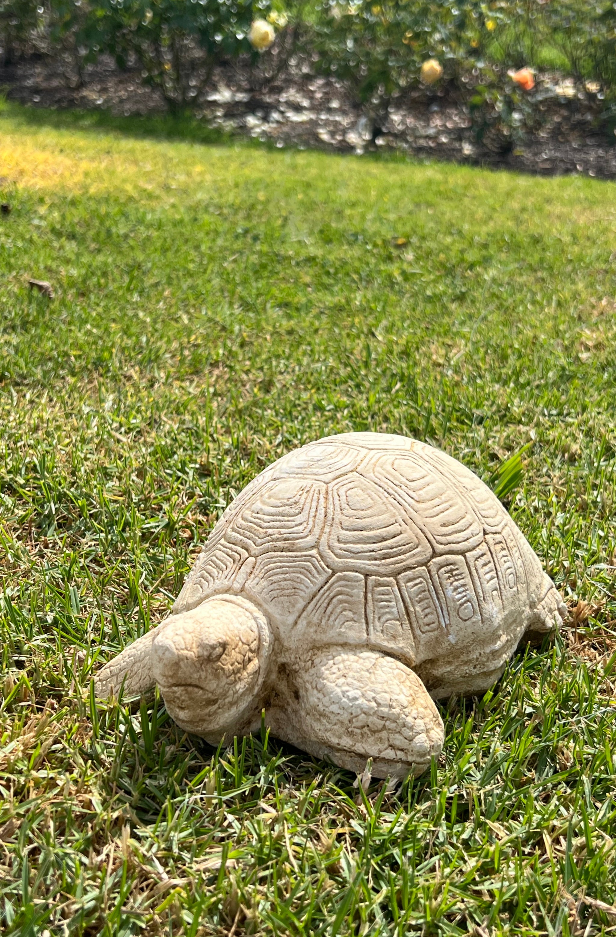 Faraway Garden Turtle