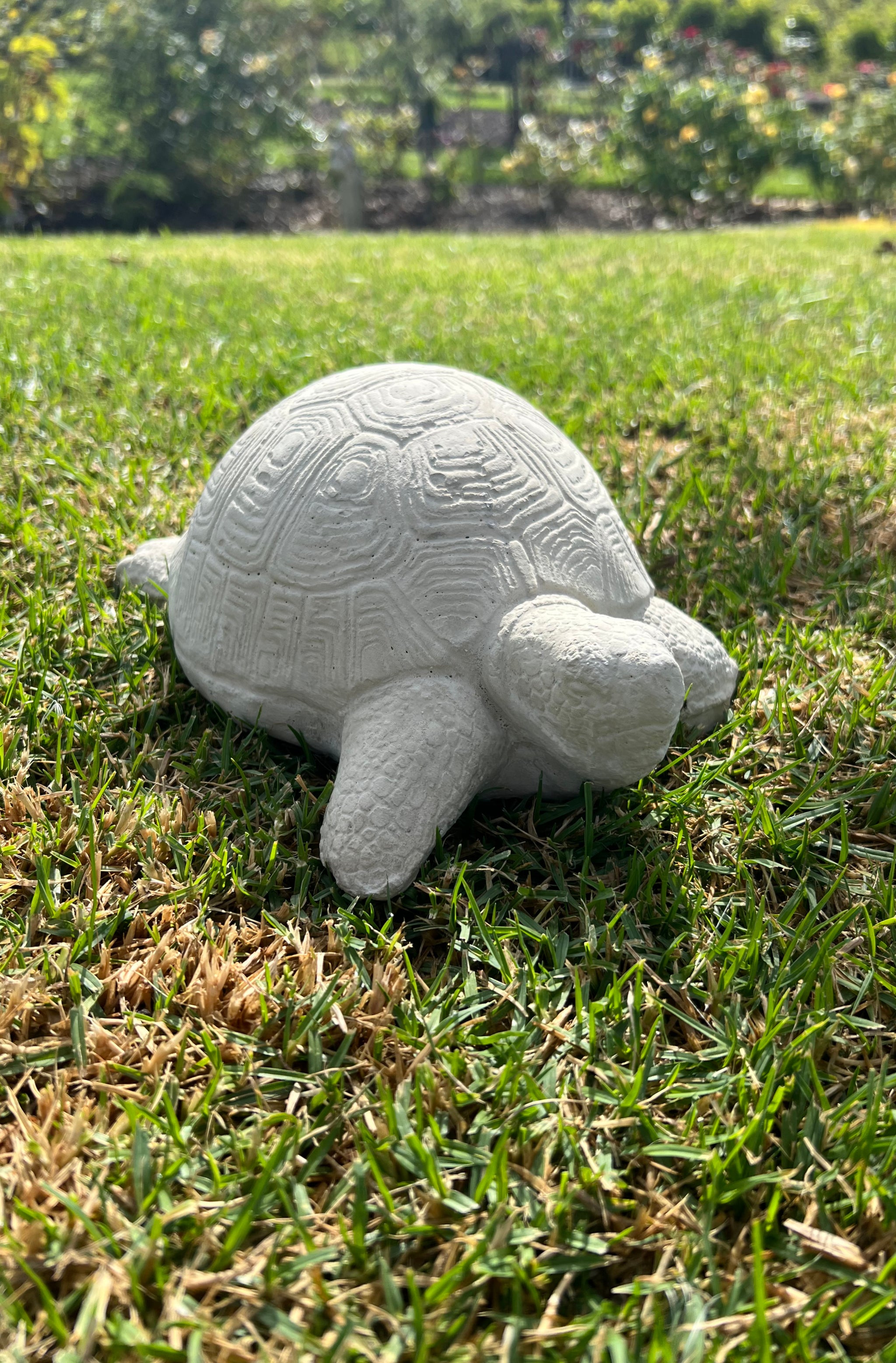 Faraway Garden Turtle