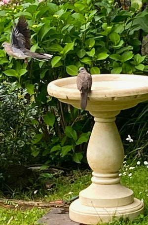 Faraway Garden Sedgwick Bird Bath