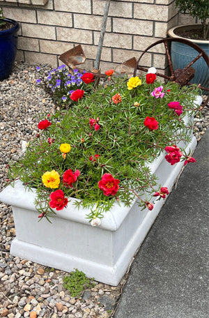 The Faraway Garden Rakaia Trough is a classically proportioned trough with distinctive rolled edging. This trough makes an impressive planter or stunning water feature planted with water lilies or irises. It would look perfect positioned at the end of a walk, in a kitchen garden or against a feature wall.  The trough's scale also makes it an ideal container to be used as a raised herb garden for a small backyard.